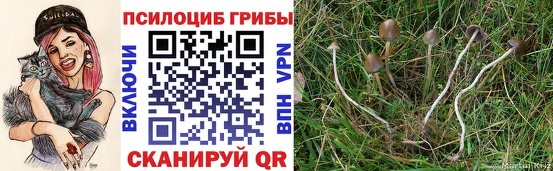 Псилоцибиновые грибы Cubensis  цены наркотик  omg ссылка  Яранск 